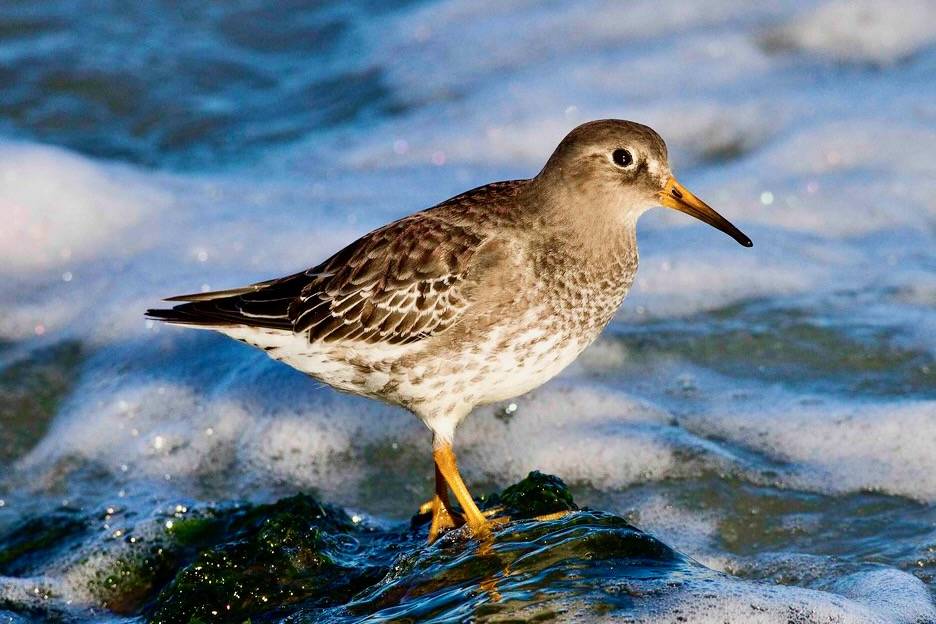Purple Sandpiper - Calidris maritima by Mark Peck Bird Photography is licensed under CC BY-NC-SA 2.0